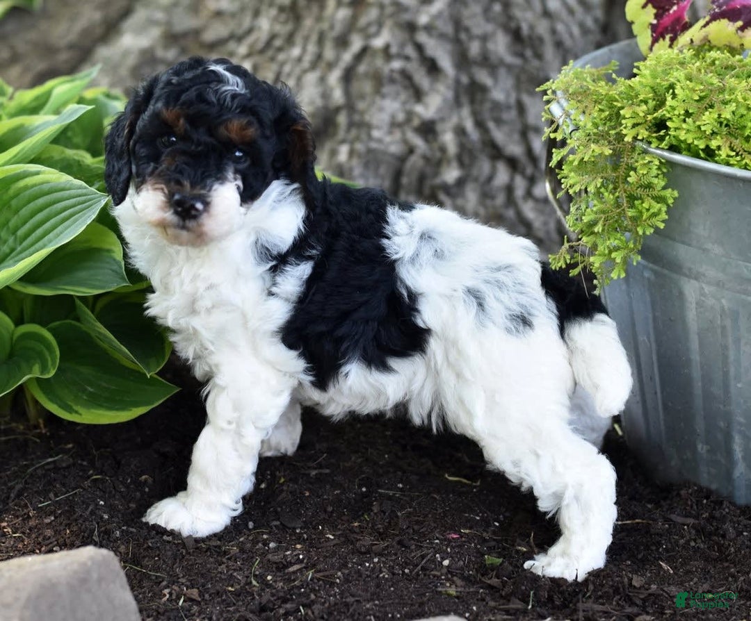 Miniature Poodle dogs for sale: Amos - Image 16