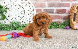 Miniature Poodle dogs for sale: Glamour - Image 2