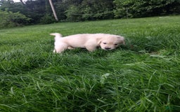 Golden Retriever dogs for sale: Peter - Image 9