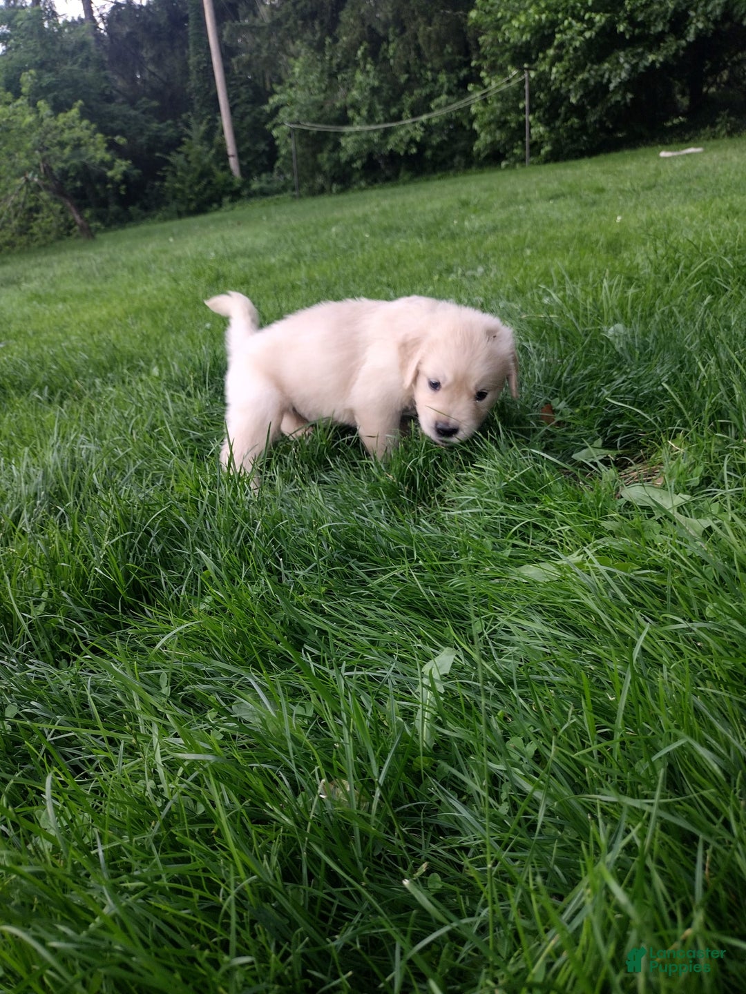 Golden Retriever dogs for sale: Peter - Image 9