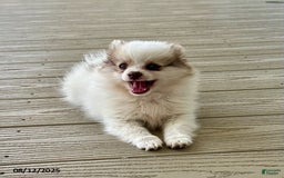 Pomeranian dogs for sale: Kody - Image 3