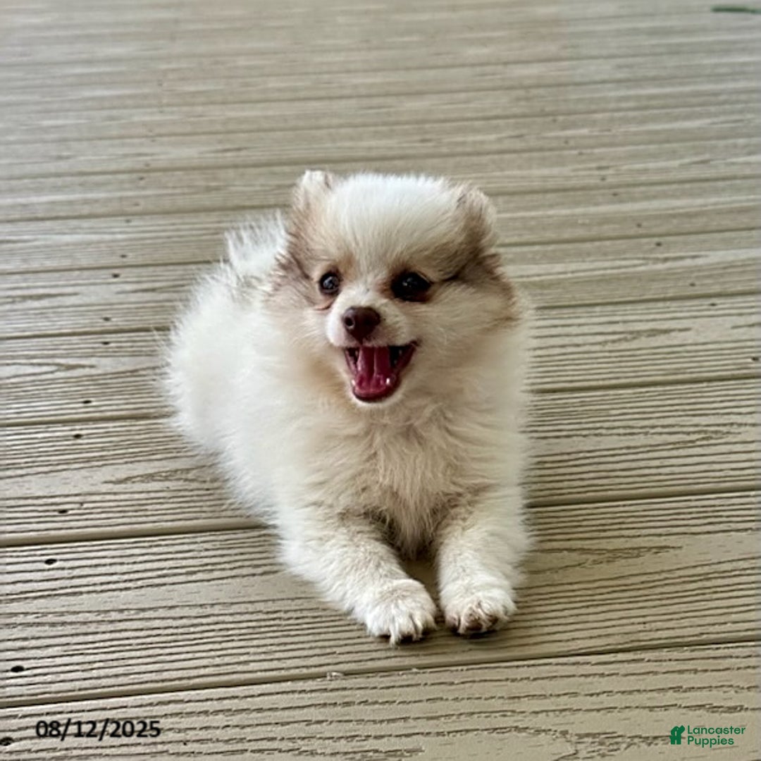 Pomeranian dogs for sale: Kody - Image 3