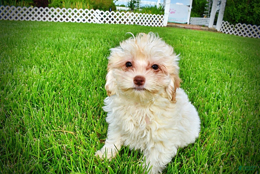 Havapoo dogs for sale: Vanilla - Image 5
