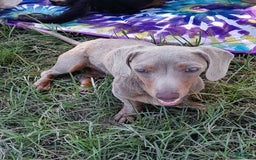 Miniature Dachshund dogs for sale: Nova - Image 13