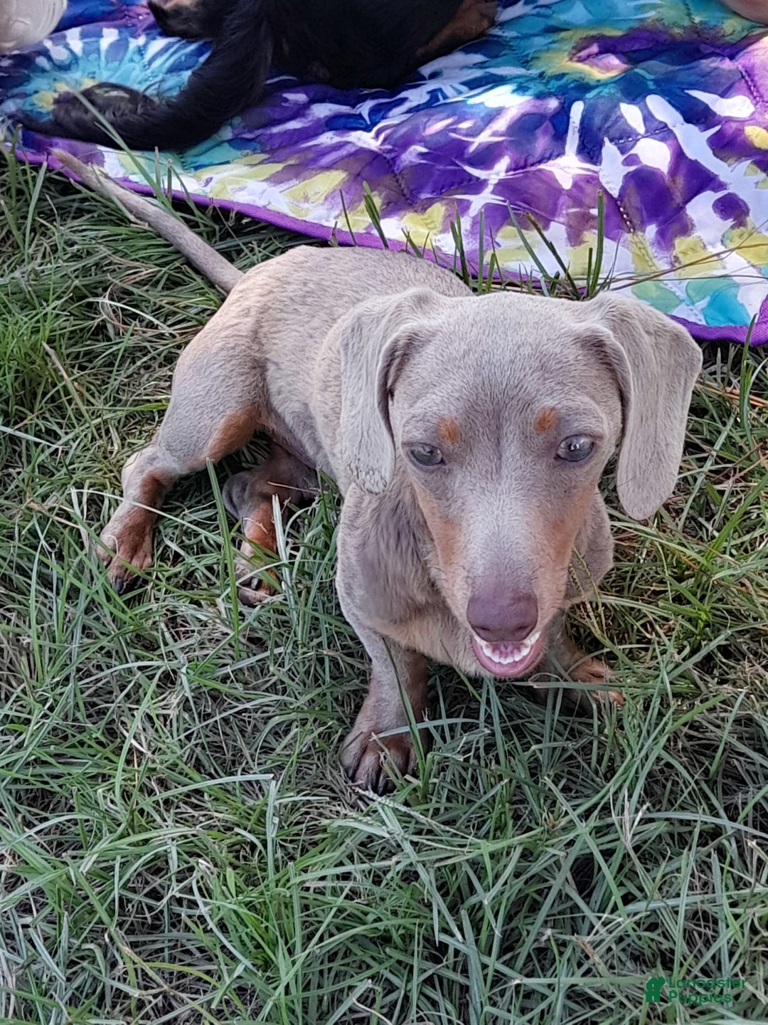Miniature Dachshund dogs for sale: Nova - Image 13