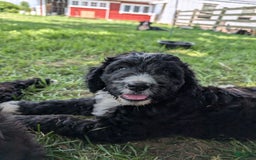 Bernedoodle dogs for sale: Tux - Image 2