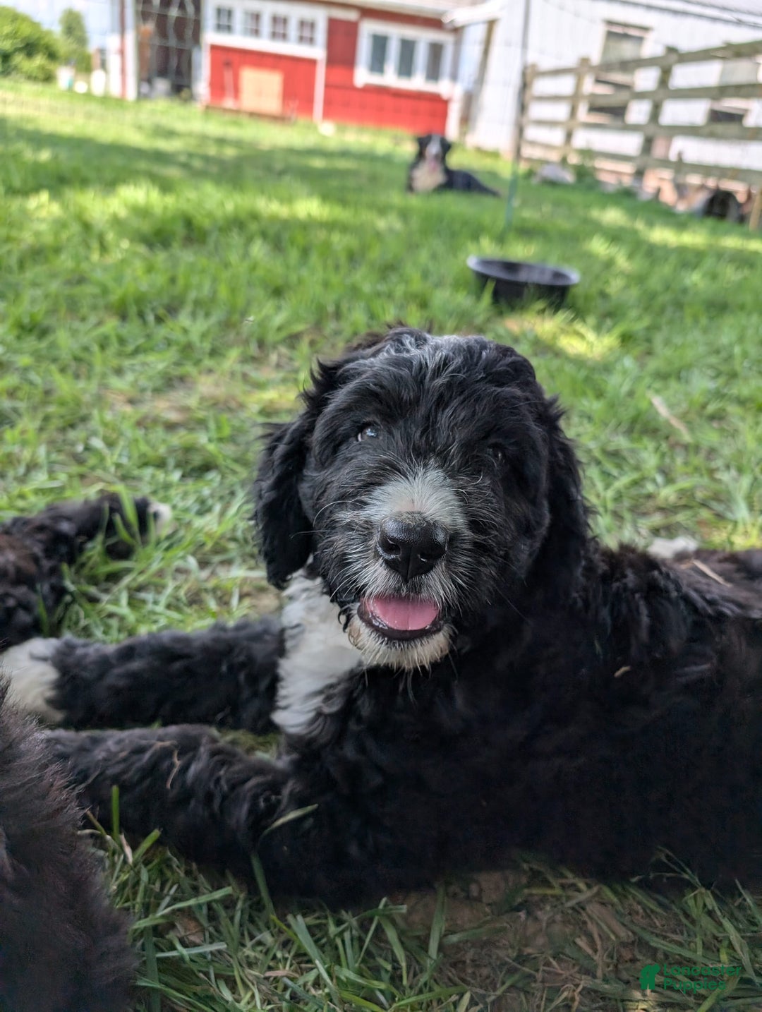 Bernedoodle dogs for sale: Tux - Image 2