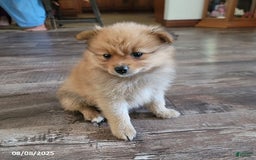 Pomeranian dogs for sale: Brad - Image 2