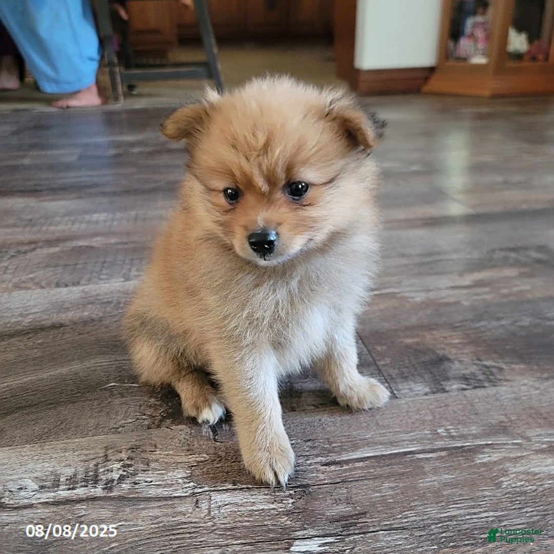 Pomeranian dogs for sale: Brad - Image 2