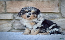 Mini Goldendoodle dogs for sale: Ms. Macy - Image 3