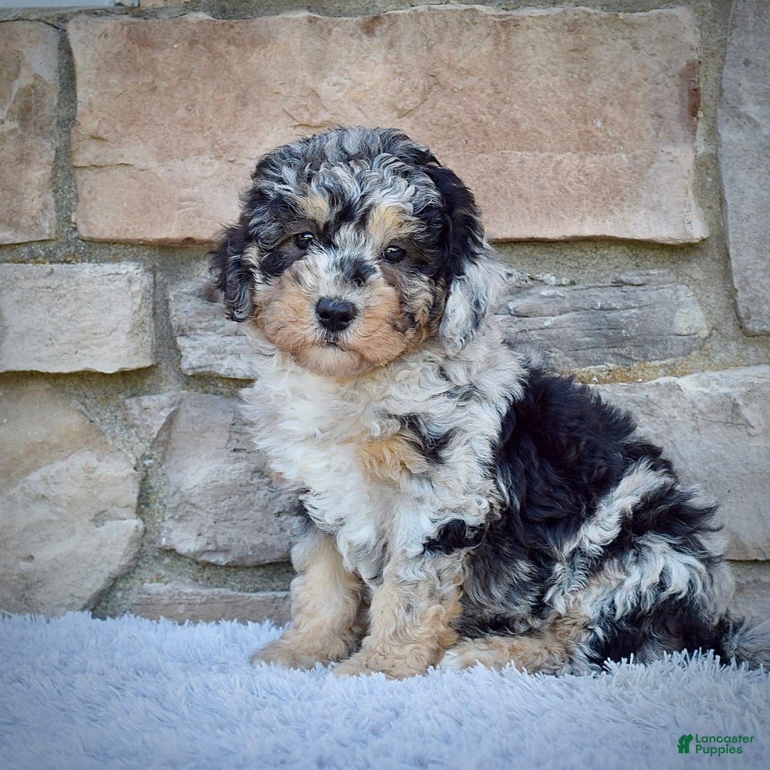 Mini Goldendoodle dogs for sale: Ms. Macy - Image 3