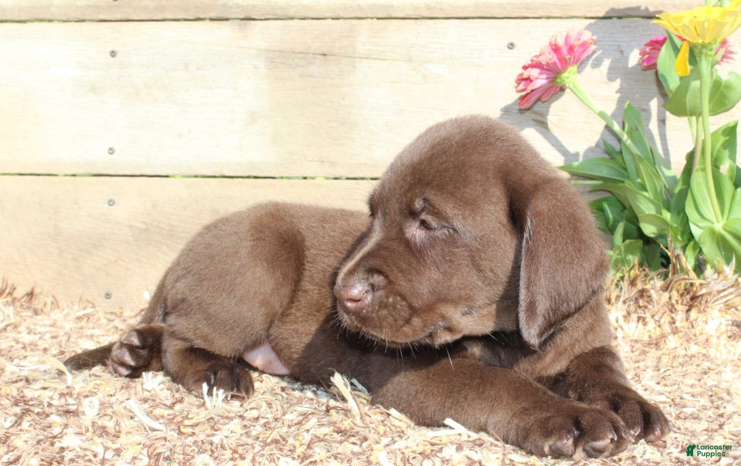 Labrador Retriever dogs for sale: Eric - Image 2