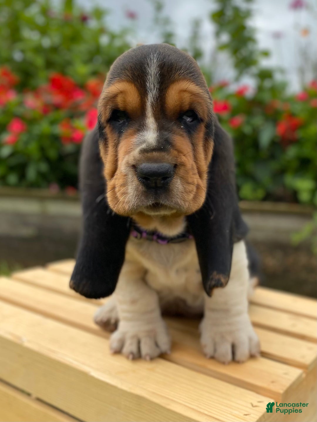 Basset Hound dogs for sale: Sadie - Image 6