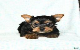 Yorkshire Terrier dogs for sale: Chelsea - Image 7