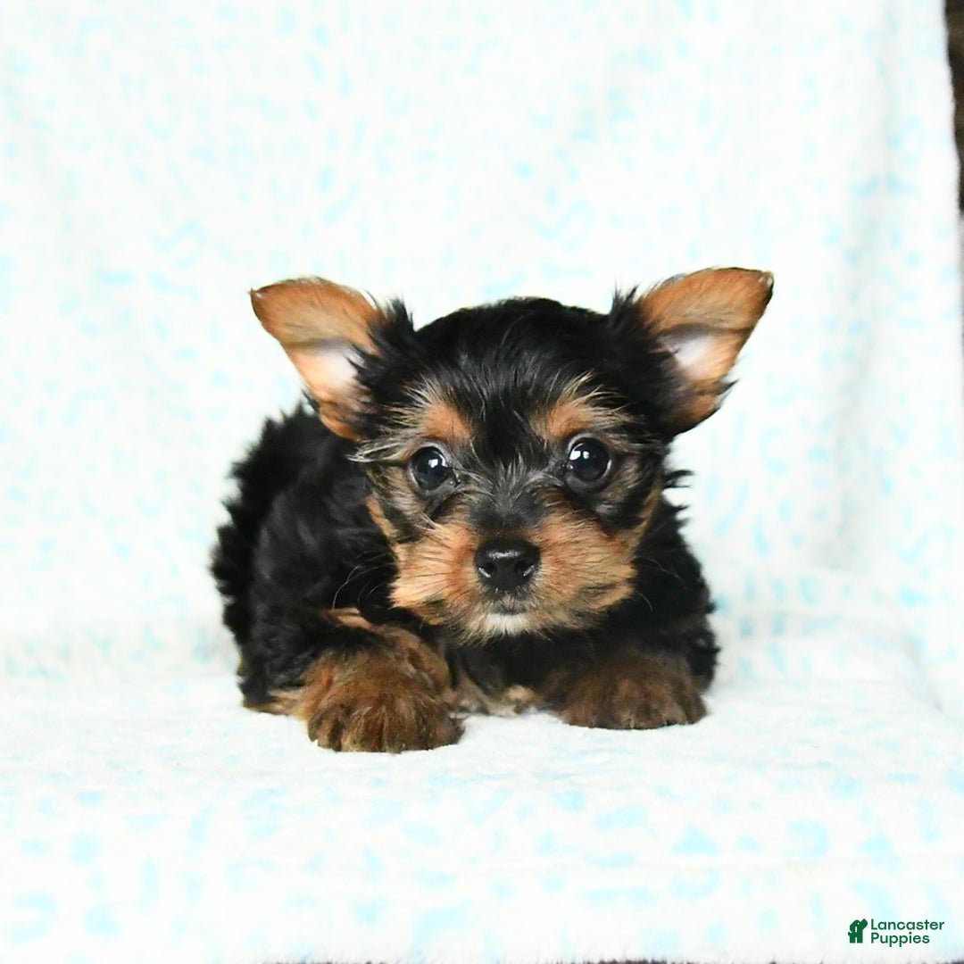 Yorkshire Terrier dogs for sale: Chelsea - Image 7