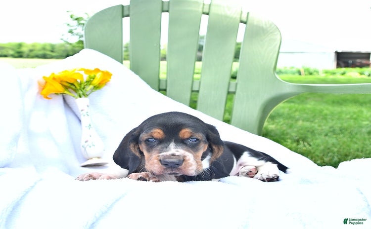 Basset Hound dogs for sale - Ad 2
