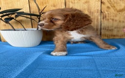Cocker Spaniel dogs for sale: Tommy - Image 15