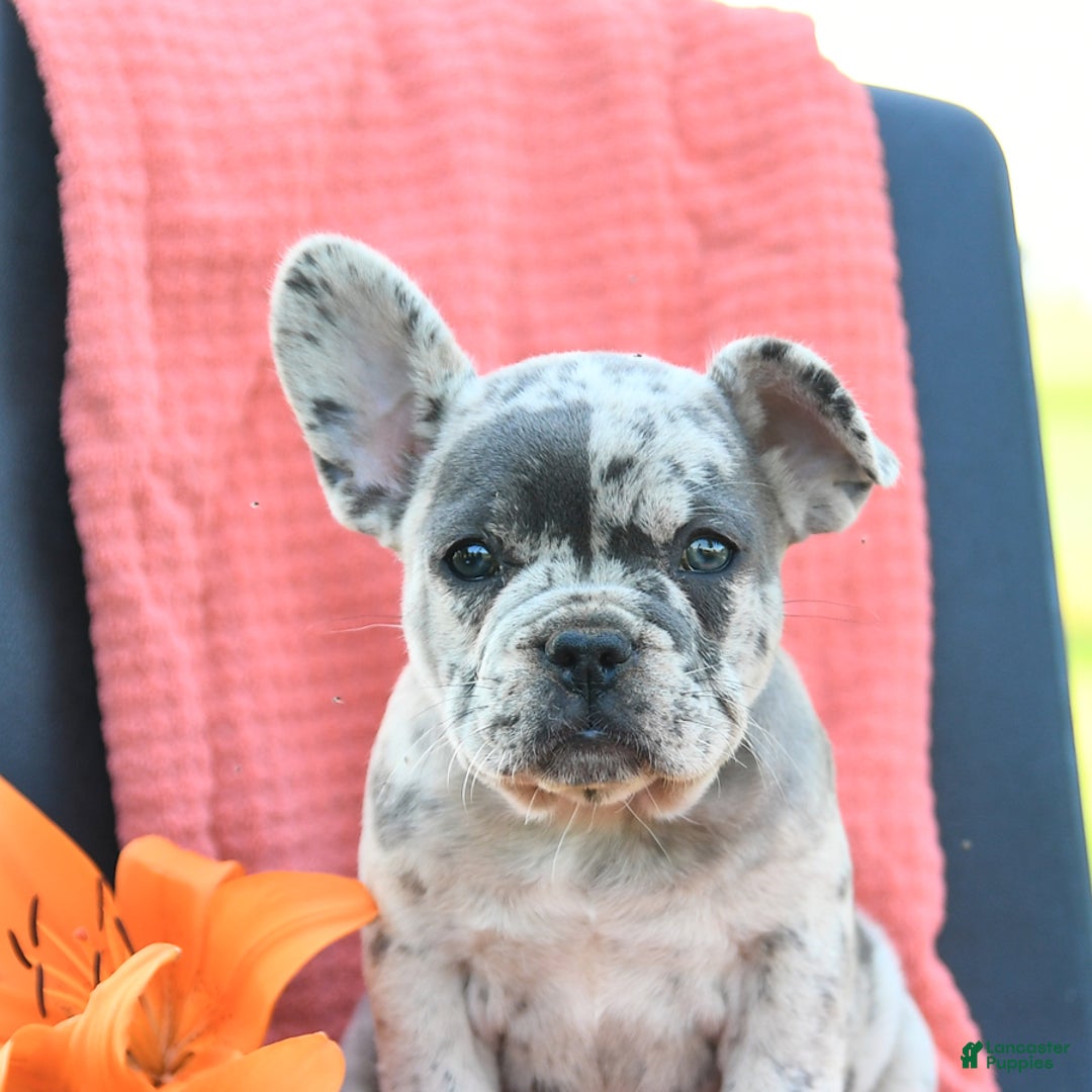 French Bulldog dogs for sale: Jemma - Image 4
