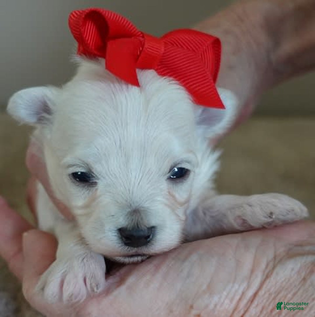 Maltipoo dogs for sale: Beans - Image 17