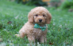 Miniature Poodle dogs for sale: Mario - Image 4