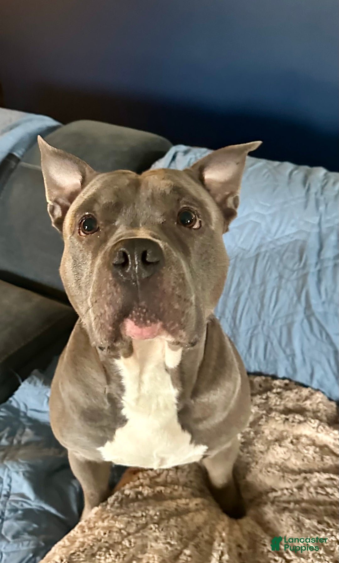 American Pit Bull Terrier dogs for sale: Jubilee - Image 4