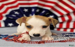 Jack Russell Terrier dogs for sale: Jack Russell Joker Male - Image 3