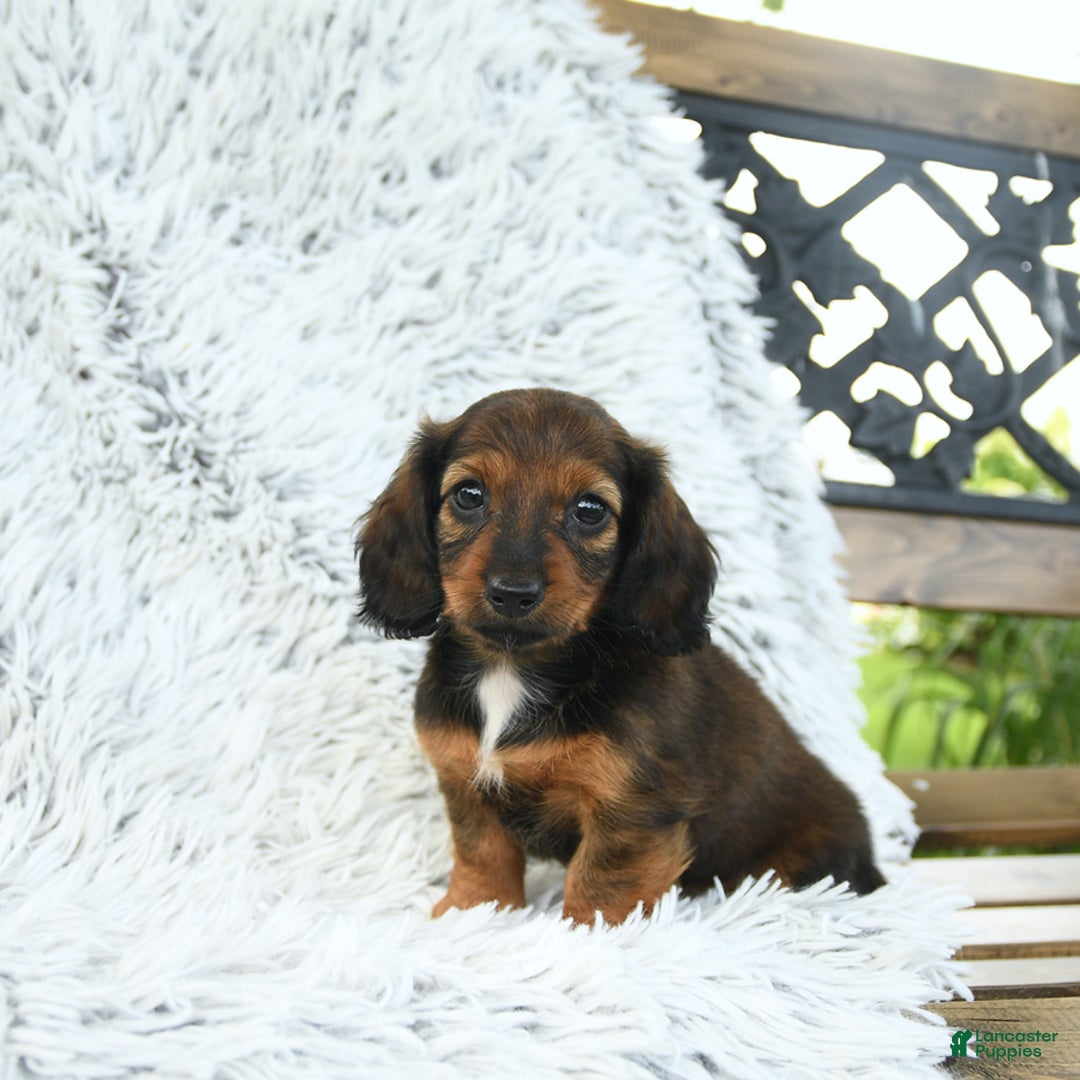 Miniature Dachshund dogs for sale: Brie - Image 3