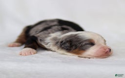 Mini Bernedoodle dogs for sale: Mace - Image 9