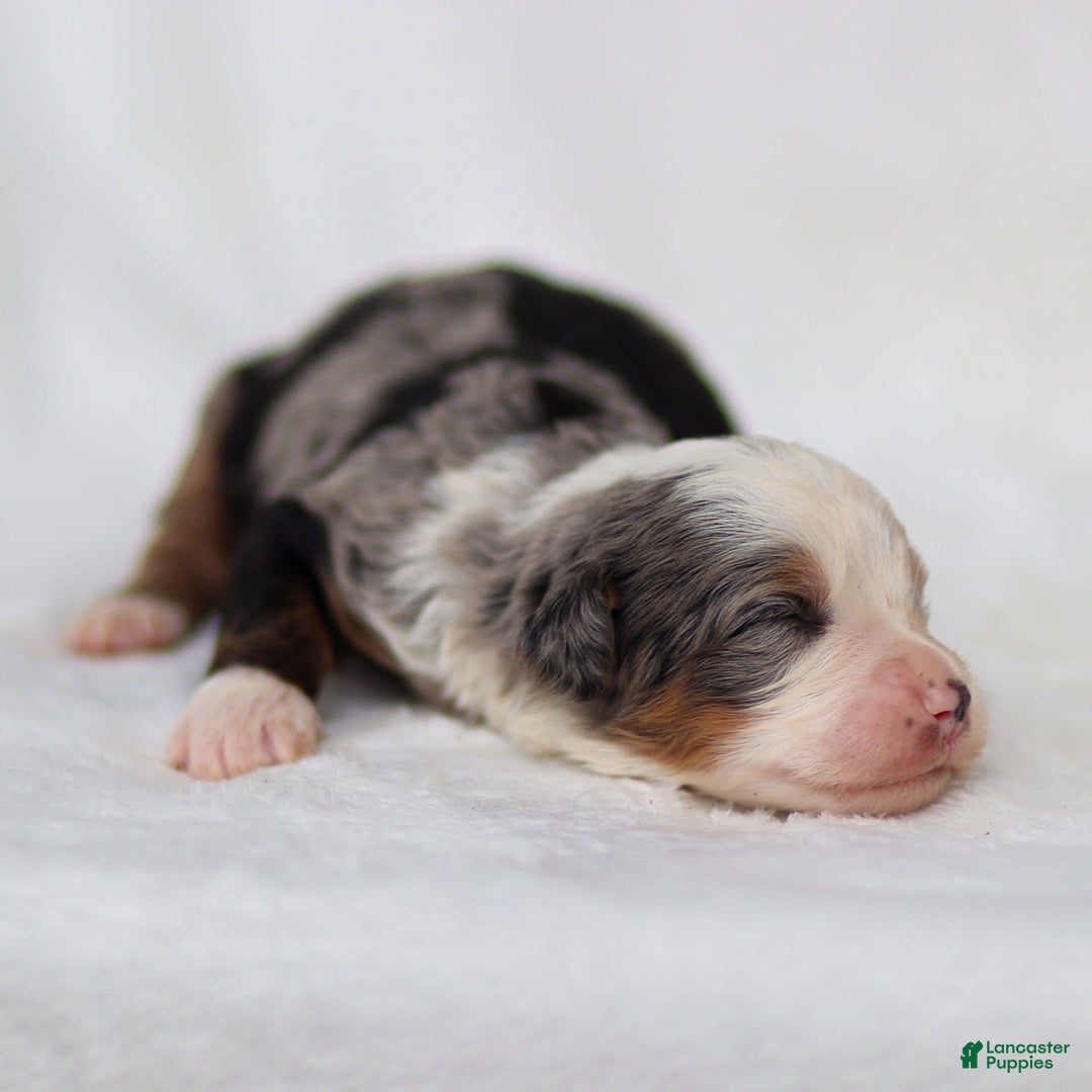 Mini Bernedoodle dogs for sale: Mace - Image 9