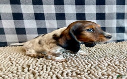 Dachshund dogs for sale: Dana - Image 4