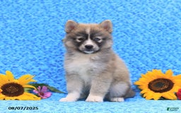 Pomsky dogs for sale: Nutmeg - Image 1