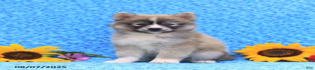 Nutmeg