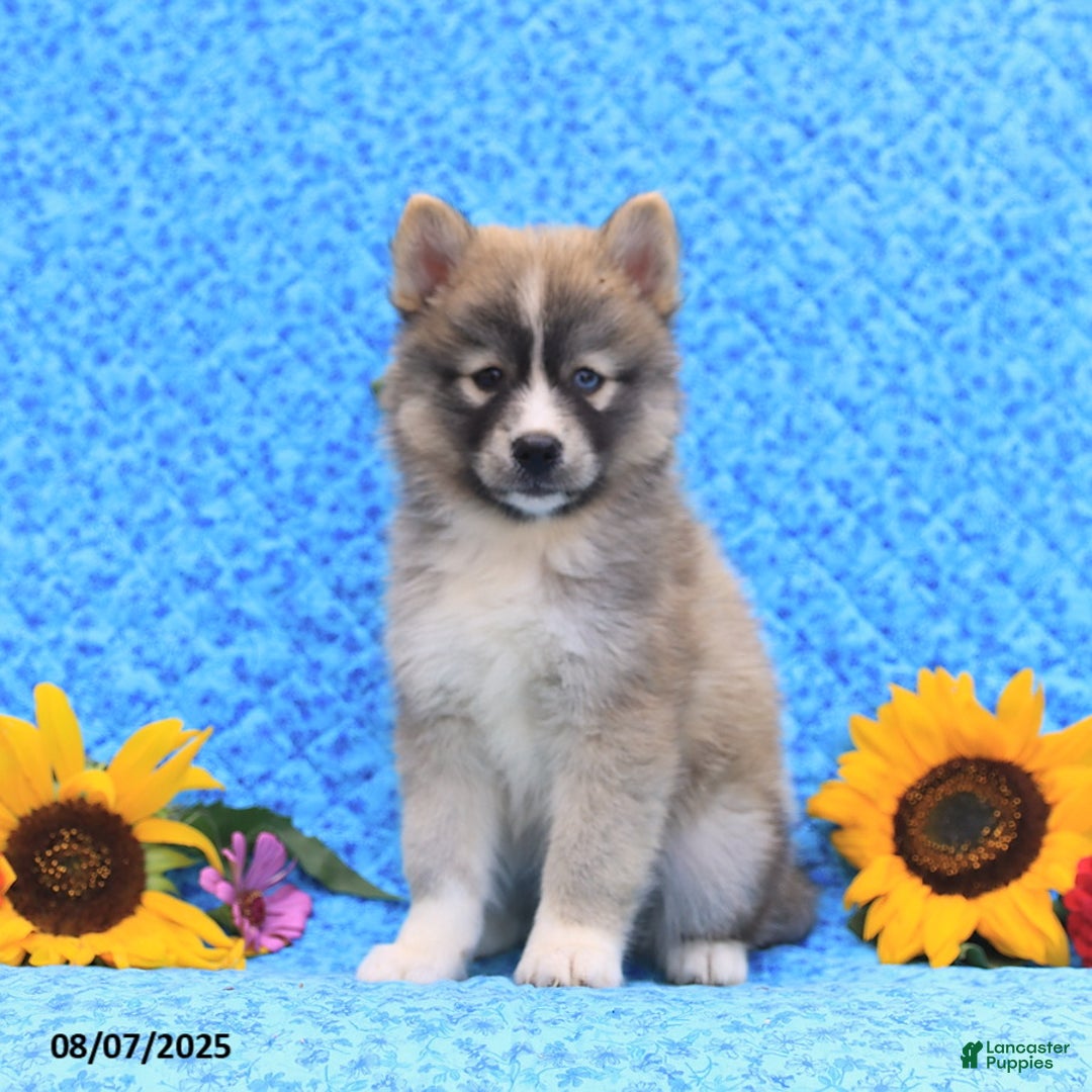 Pomsky dogs for sale: Nutmeg - Image 1