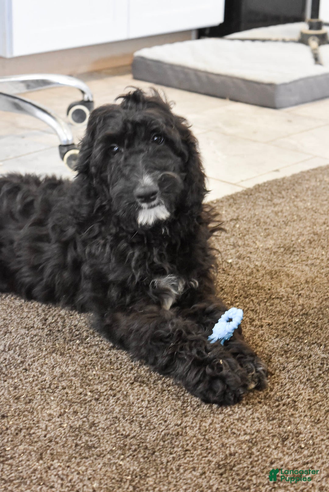 Goldendoodle dogs for sale: Chloe - Image 5