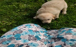 Golden Retriever dogs for sale: Poppy - Image 5