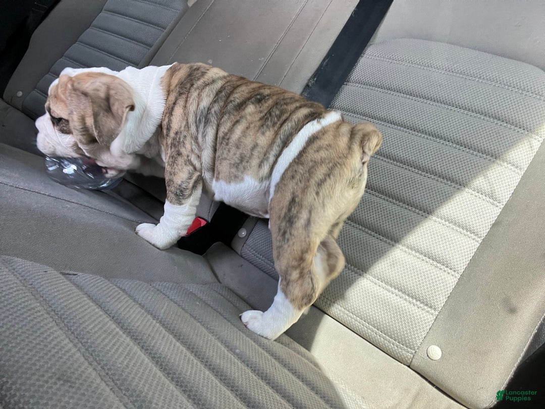 English Bulldog dogs for sale: Hercules - Image 3