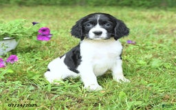 English Springer Spaniel dogs for sale: Pearl - Image 5