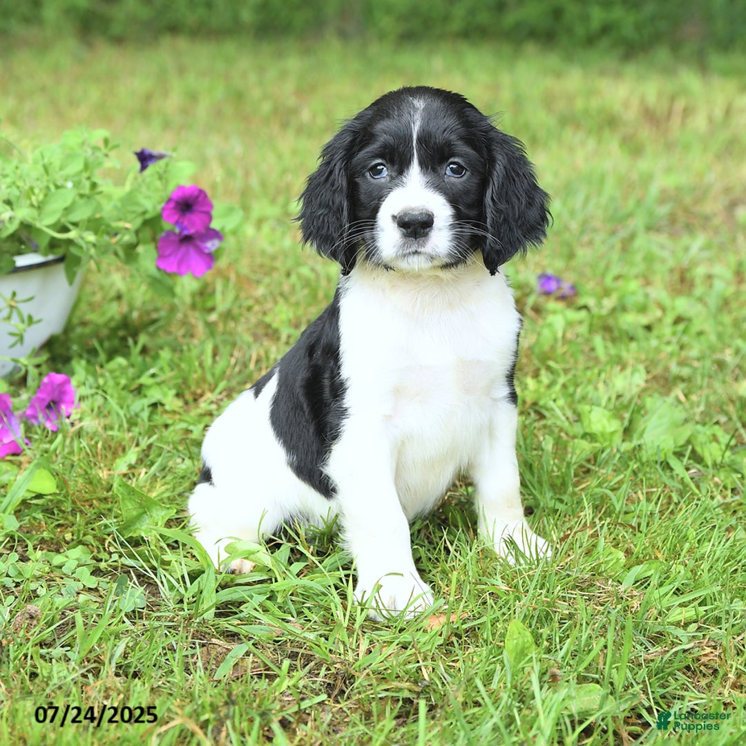 English Springer Spaniel dogs for sale: Pearl - Image 5