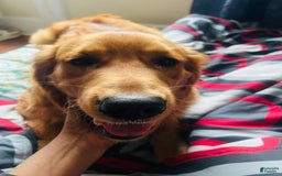 Golden Retriever dogs for sale: Rambo - Image 5