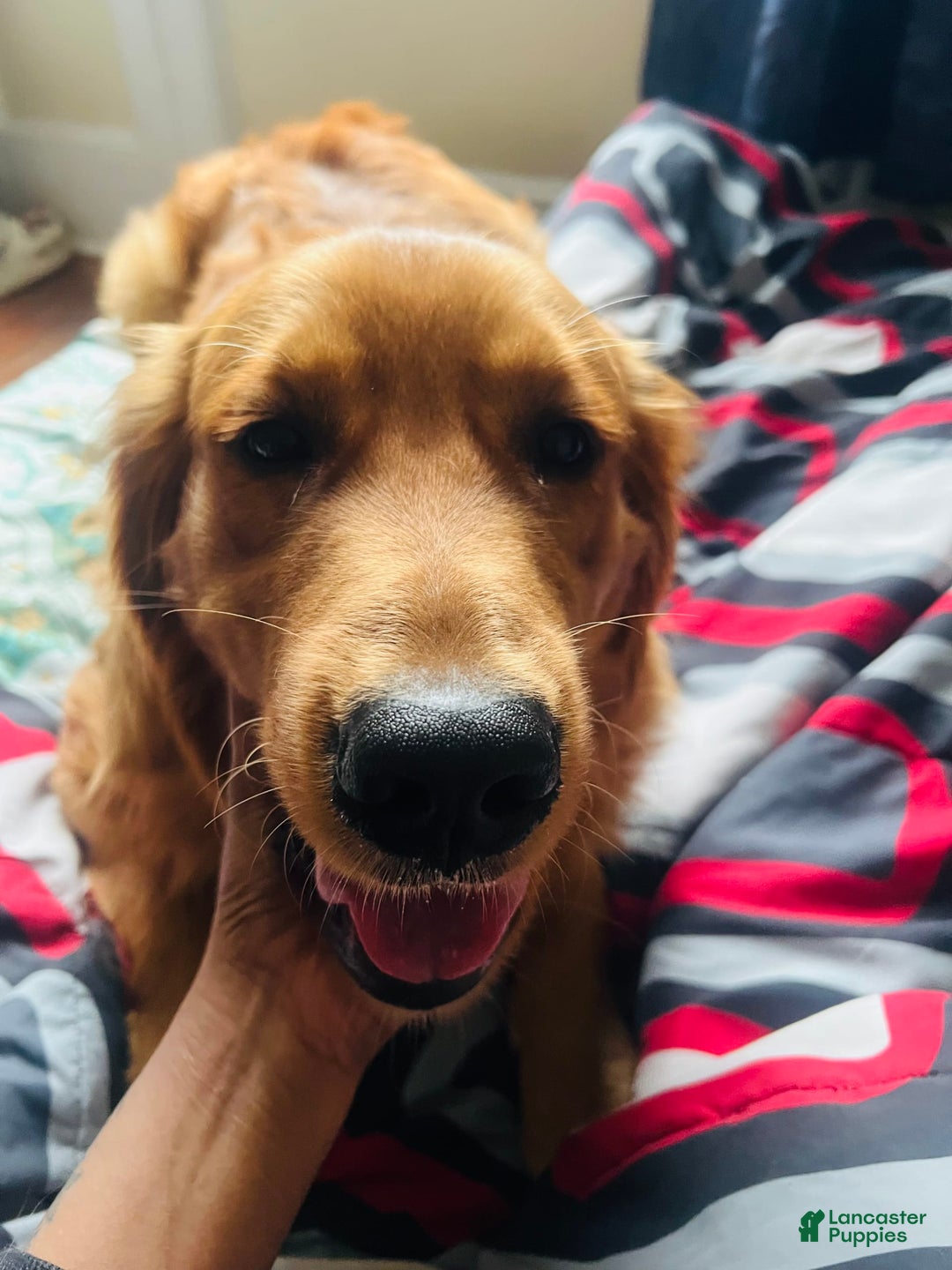 Golden Retriever dogs for sale: Rambo - Image 5