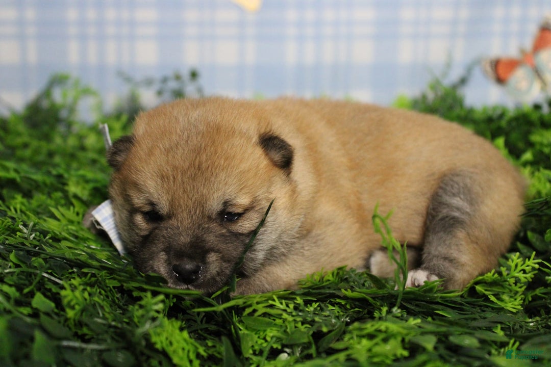 Shiba Inu dogs for sale: Larry - Image 23