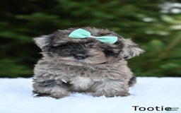 Havapoo dogs for sale: Havapoo 6 puppies - Image 4
