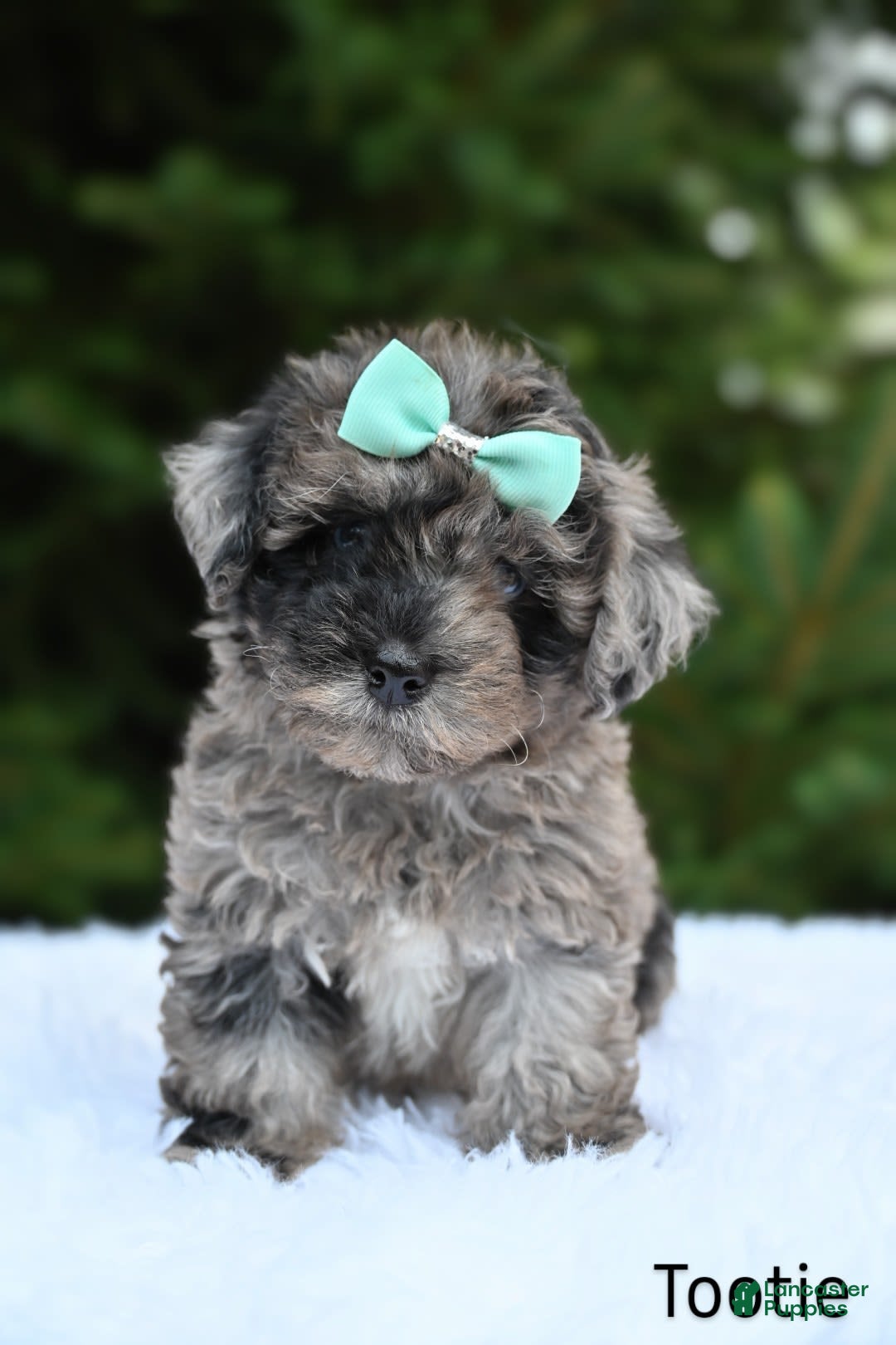 Havapoo dogs for sale: Havapoo 6 puppies - Image 4