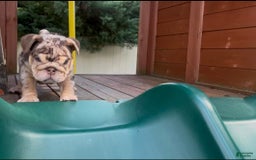 English Bulldog dogs for sale: English Bulldog 4 puppies - Image 4