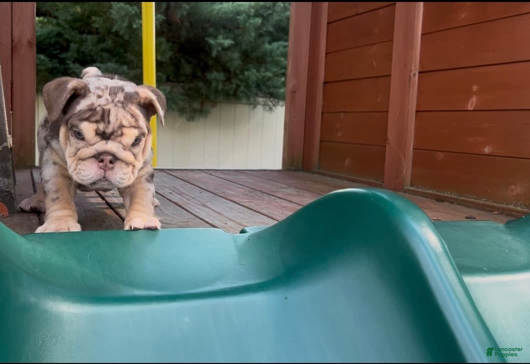 English Bulldog dogs for sale: English Bulldog 4 puppies - Image 4