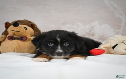 Miniature Australian Shepherd dogs for sale: Buddy - Image 3