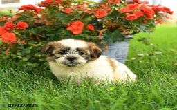 Pomeranian dogs for sale: Olive - Image 3