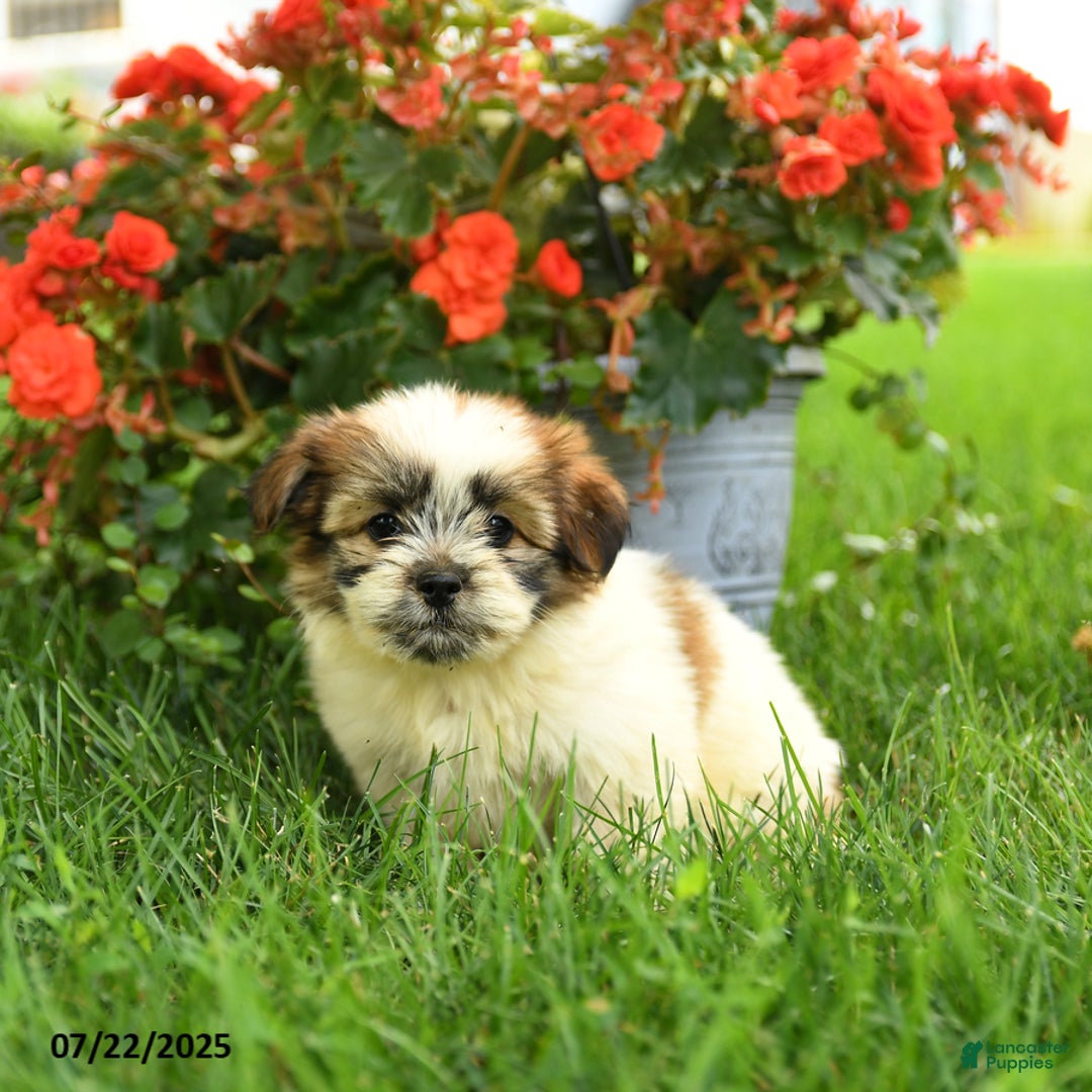 Pomeranian dogs for sale: Olive - Image 3
