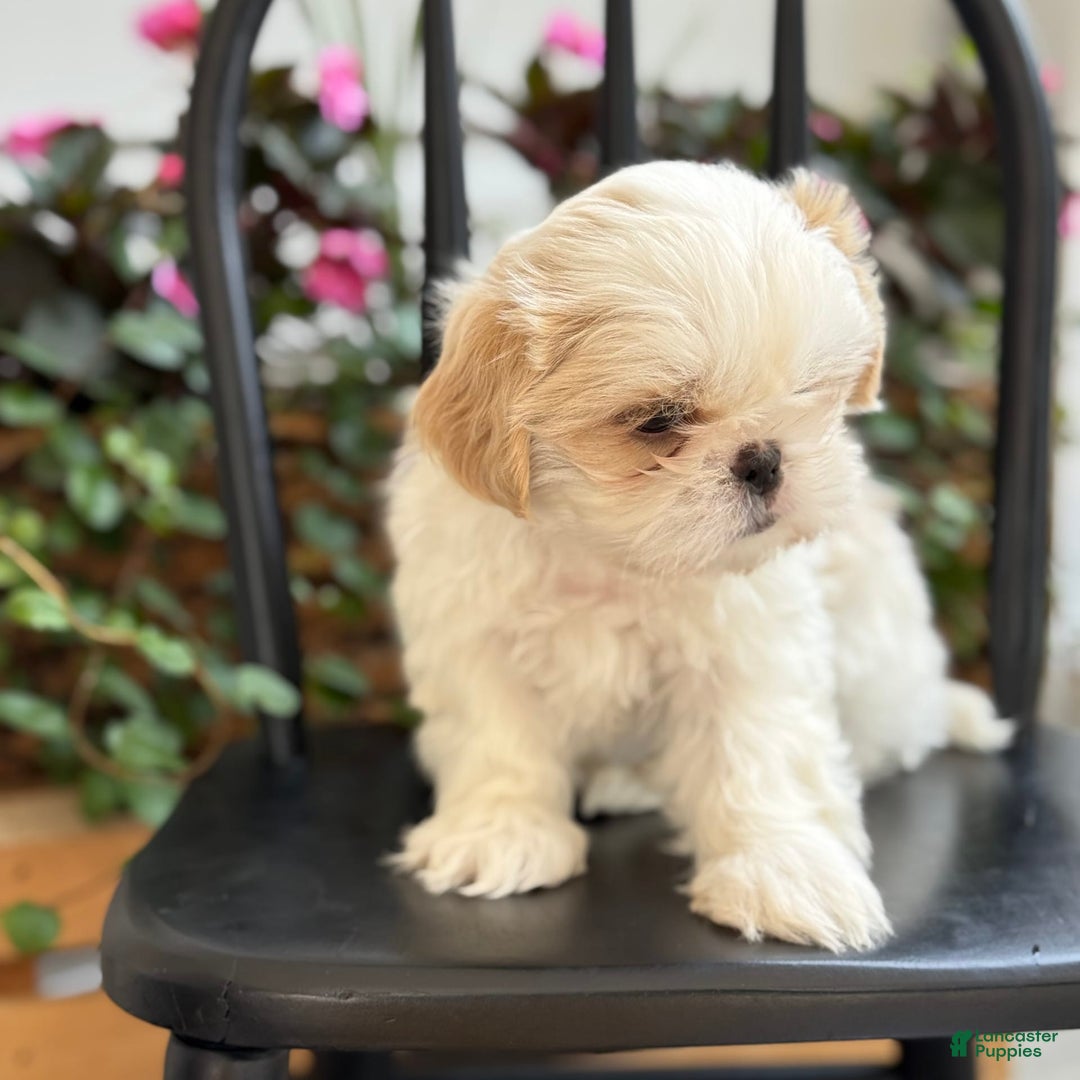 Shih Tzu dogs for sale: Larson - Image 5