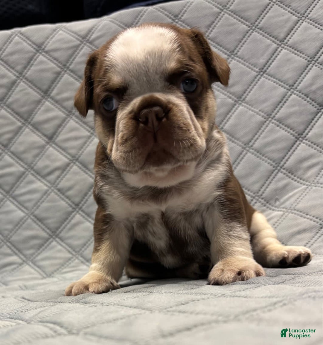 French Bulldog dogs for sale: Cowgirl - Image 2